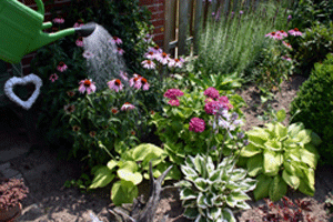 Ein üppig bepflanzte Gartenbeet mit Grünpflanzen und bunten Blumen wird mit einer Gießkanne gegossen.