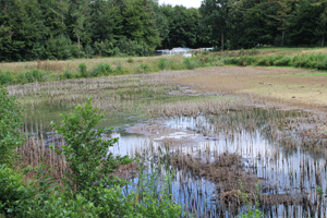 Ein nahezu trocken gefallener Teich mit nur noch wenig Wasser.