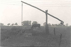 Ein Ziehbrunnen mit Schwingbaum auf einer Pferdeweide.