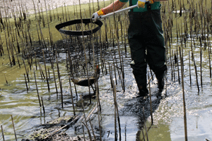 Ein Mensch in Wathose steht knöcheltief im Wasser eines schilfbewachsenen Teichs und fängt mit einem großen Kescher einen Karpfen heraus.