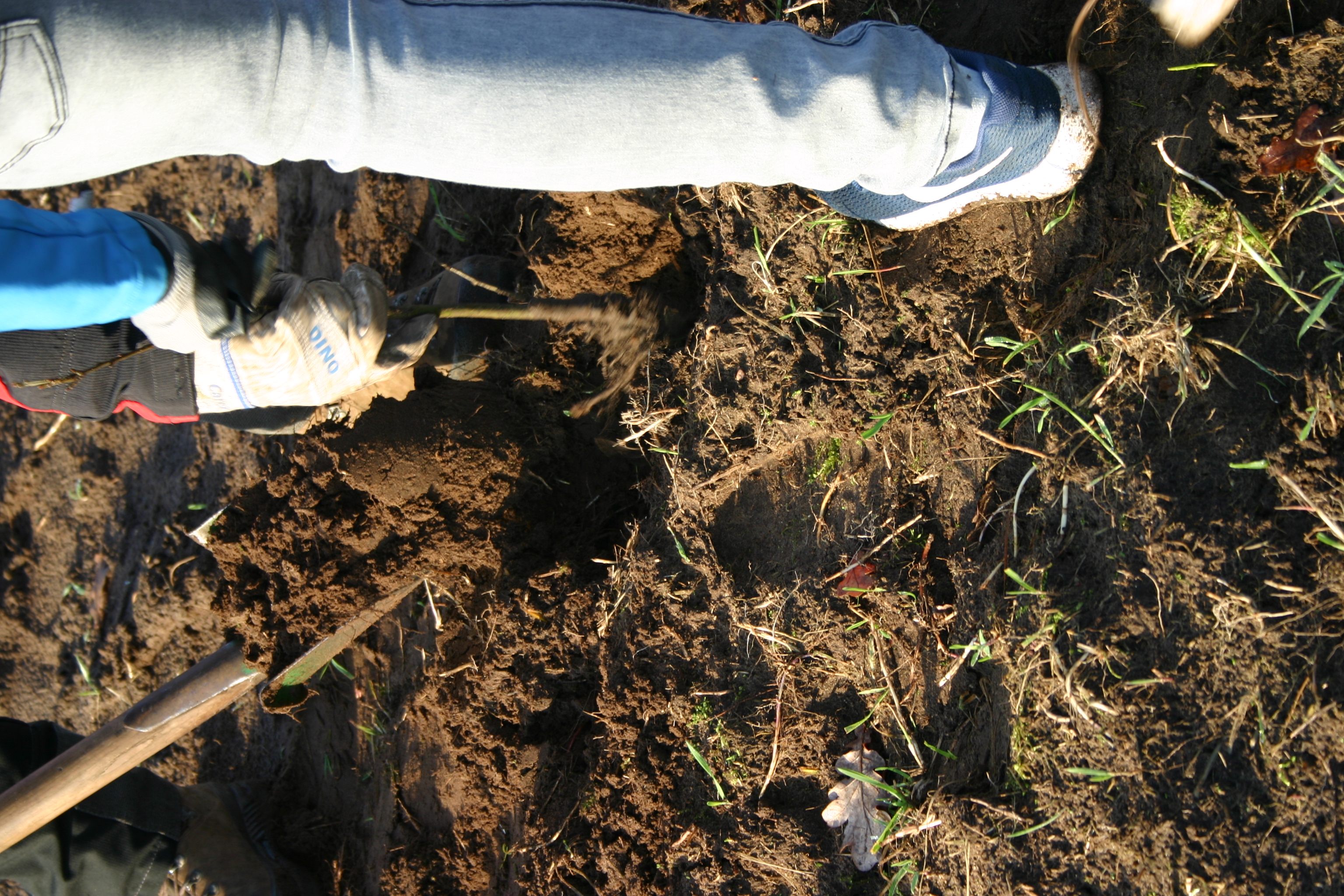 Ein Pflanz-Spaten hebt ein Loch aus, eine Hand mit Arbeitshandschuhe setzt einen Baumsetzling ein.