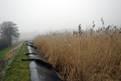 Die von der Wiesenkante abgeschrägte Vererdungsanlage neben einer Anpflanzung von Schilfrohr.