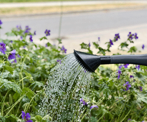 Gießkanne bewässert Blumenbeet