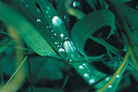 Nahaufnahme von Wassertropfen auf Gräsern